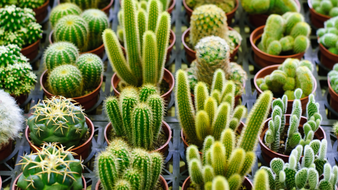 Jardins com plantas do deserto criam paisagismo diferenciado